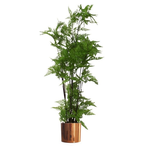 Leaf 150cm Artificial Natural Extra Large Fern Foliage Plant with Copper Metal Plater