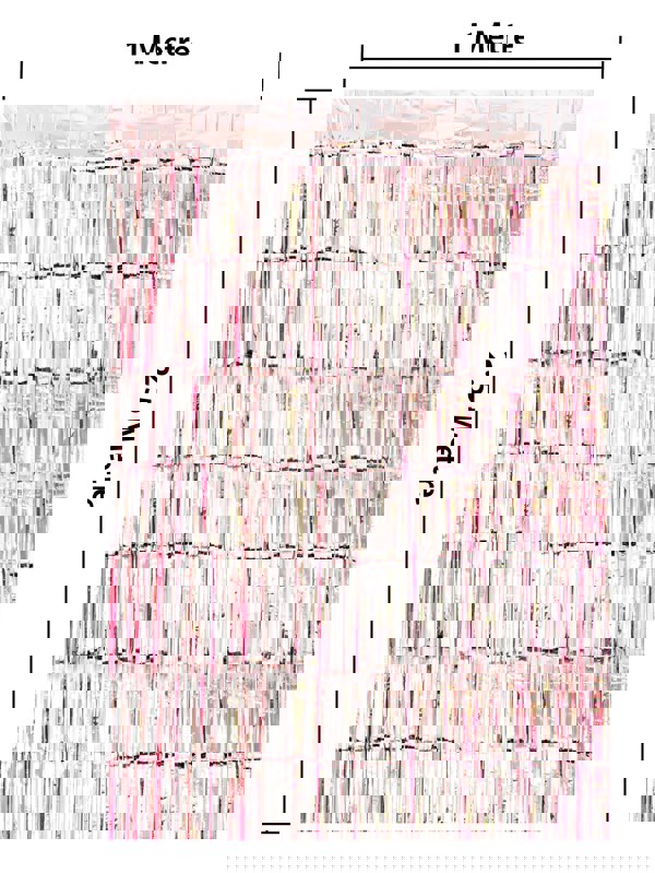 Cheetah Shimmer Tinsel Curtain, 2.5M x 1M Rose Gold