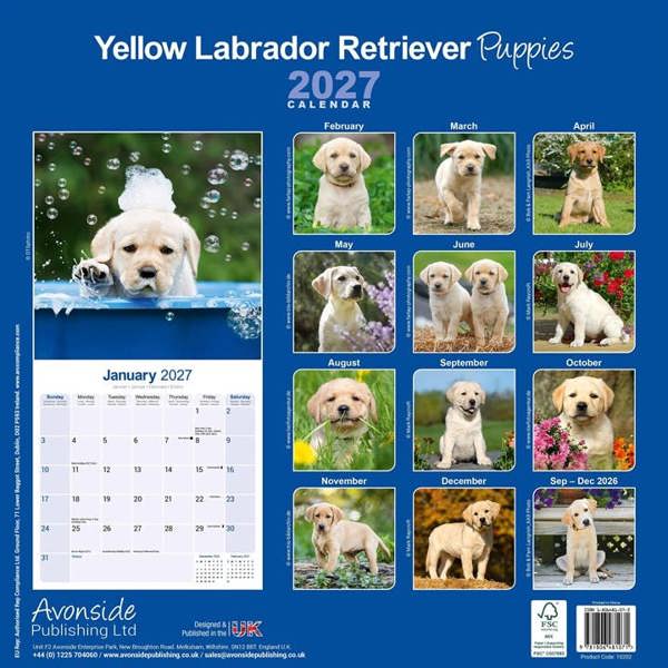 Yellow Labrador Retriever Puppies Calendar 2027, Wall Calendars, Month To View, Dogs, Gift