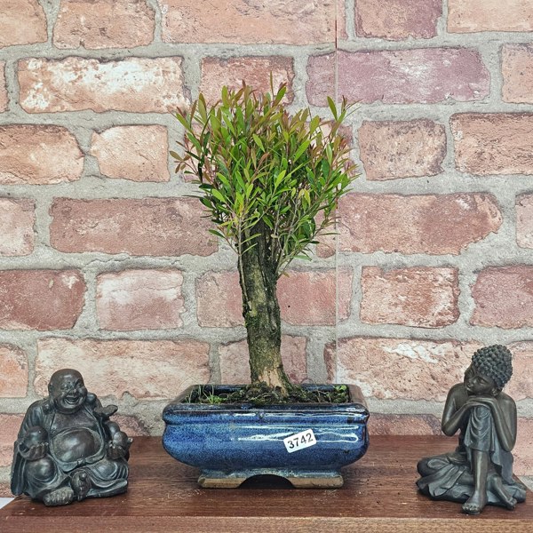 Yorkshire Bonsai Brush Cherry (Syzygium) Bonsai Tree | Broom | In 15cm Pot