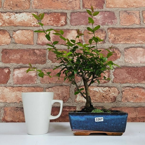 Yorkshire Bonsai Bird Plum (Sageretia) Bonsai Tree | Broom | In 15cm Pot