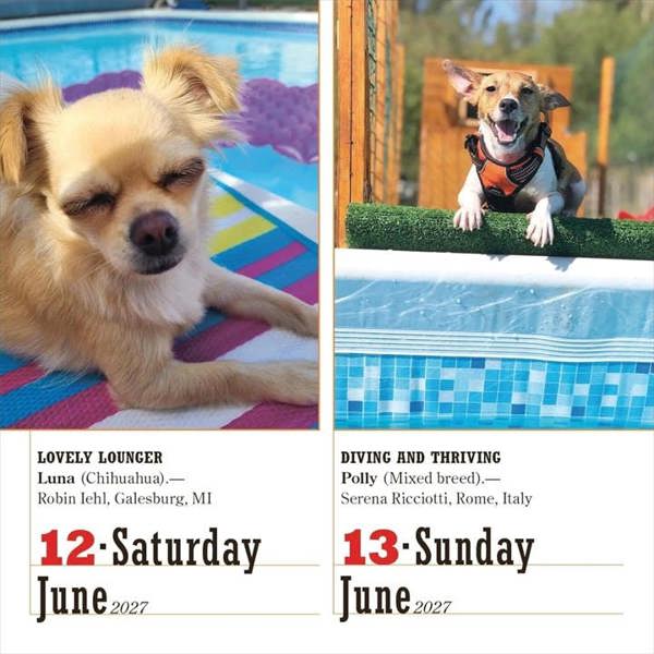 365 Days Of Dogs Desk Calendar 2027, Desk Calendars, Day To View, Dogs, Gift
