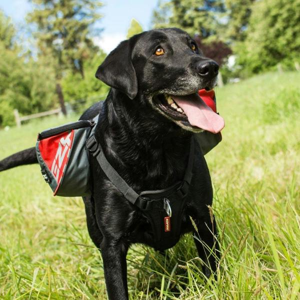 EzyDog Summit 2in1 Backpack and Harnesss