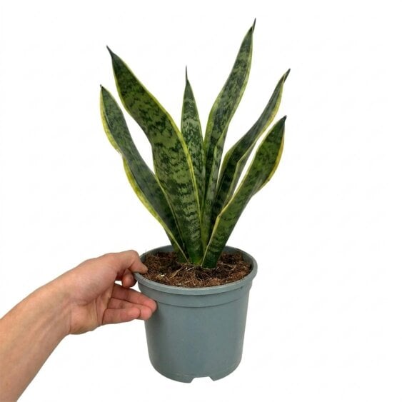 Sansevieria Snake Plant – Air Purifying Easy Care Indoor Houseplant