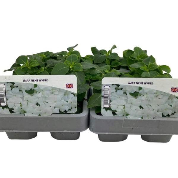 Impatiens White 6 Pack x 2 (12 Plants) plants by post
