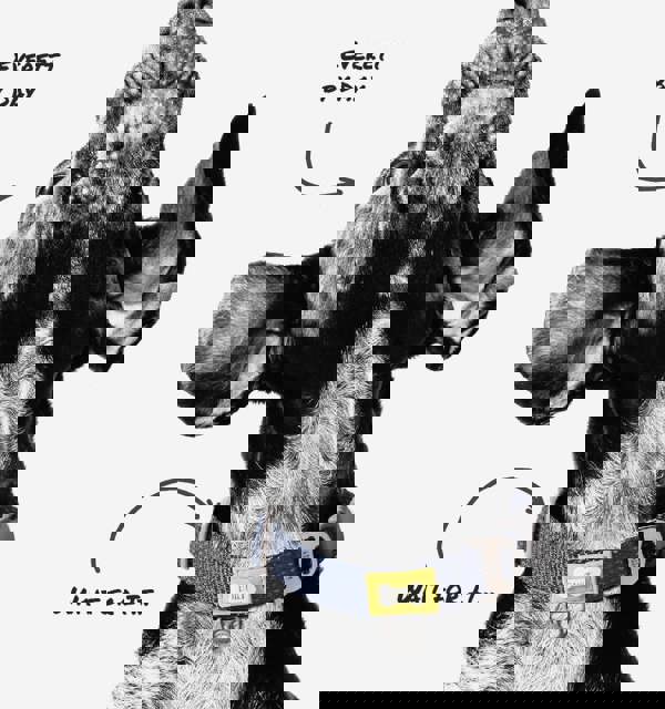 Built New York BUILT PET Medium NightSafe™ Reflective Collar - Blue