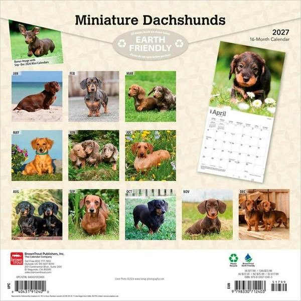 Miniature Dachshunds Calendar 2027, Wall Calendars, Month To View, Dogs, Gift