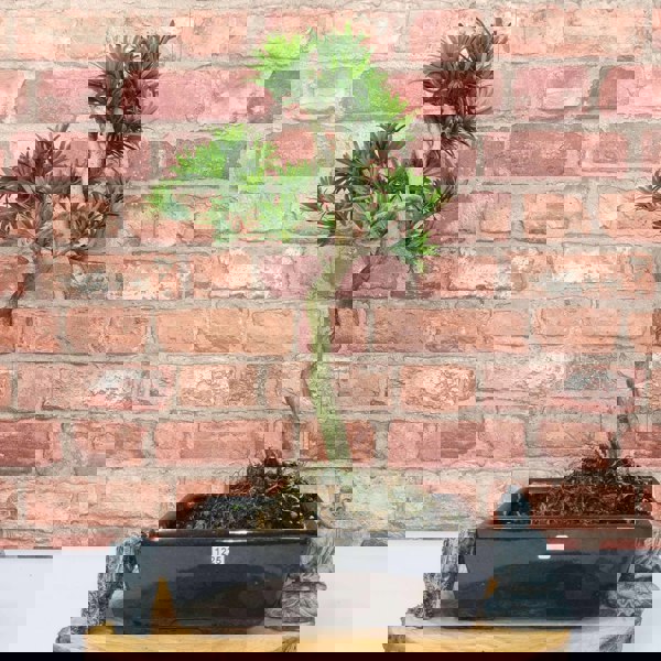 Buddhist Pine (Podocarpus Micro) Bonsai Tree | Shaped | In 25cm Pot