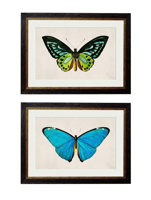 Exceptional Art c.1836 Tropical Butterflies