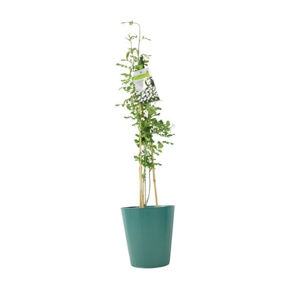 Clematis Piilu – 3 L Pot – Early Flowering Pink Climbing Clematis (Copy) plants by post