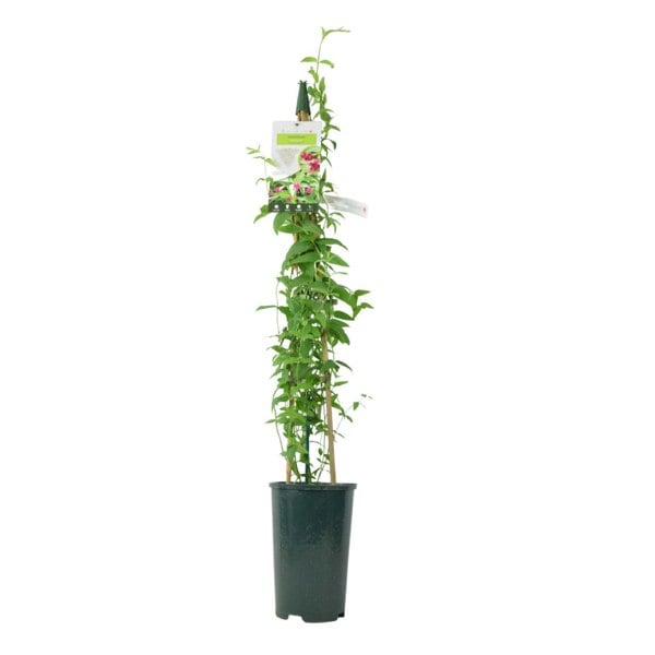 Jasminum Officinale – 3 L Pot – Fragrant White cluster Climbing Jasmine (Copy) plants by post