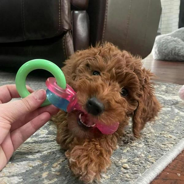 Nylabone Puppy Teething Chew Toy Pacifier, Bacon Flavour, Extra Small, Blue/Pink