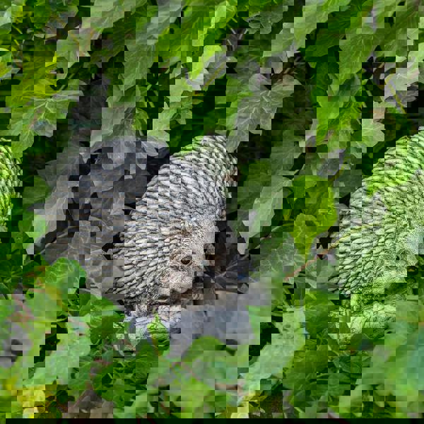 Adorable Spike Hedgehog garden ornament