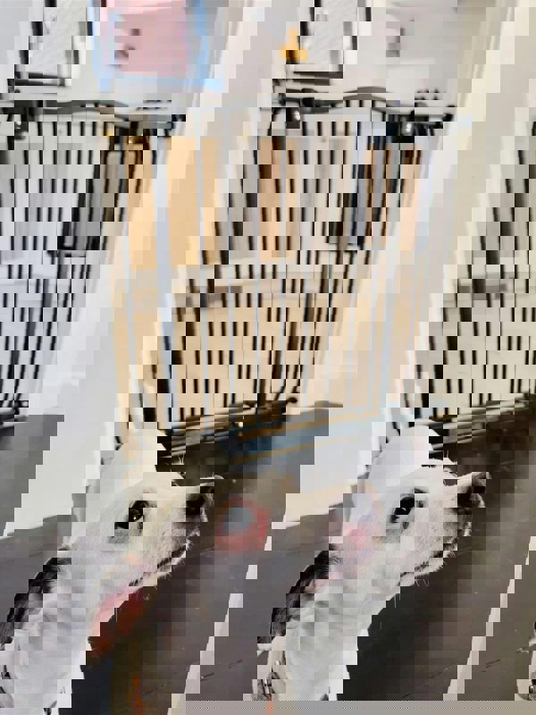 Bettacare Curved Top Dog Gate, 71cm - 80cm, Matt Black, Pressure Fit Pet Gate for Dog and Puppy, Pet and Dog Barrier