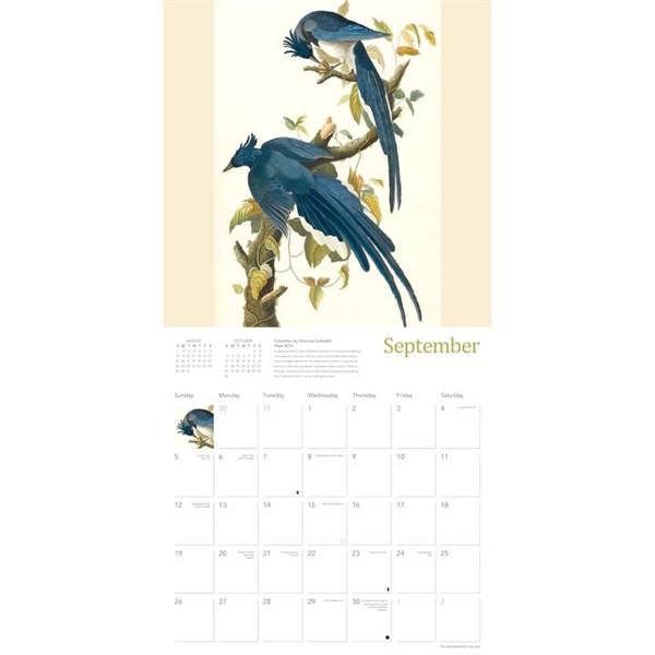 Audubon Birds, The Fitzwilliam Museum Cambridge Calendar 2027, Wall Calendars, Month To View, Animals, Gift