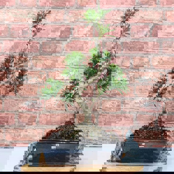 Buddhist Pine (Podocarpus Micro) Bonsai Tree | Shaped | In 25cm Pot