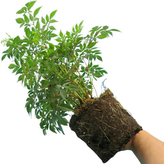 Astilbe Ton Glorie Pink False Spirea Perennial Plant 2L Pot
