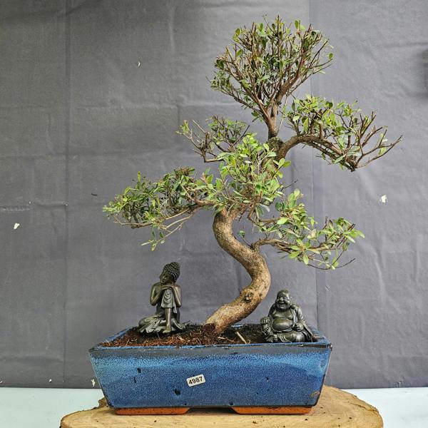 Yorkshire Bonsai Brush Cherry (Syzygium) Bonsai Tree | Shaped | In 30cm Pot