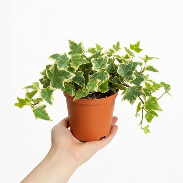 Hedera Variegated Ivy 12cm Pot Plants By Post