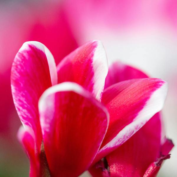 Cyclamen Rouge Flame 1Ltr Pot Pack of 3 & 6 Bicolour Flowering Plants Plants By Post