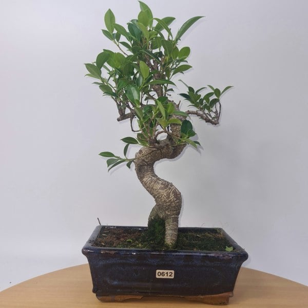 Ficus Microcarpa (Banyan Fig) Indoor Bonsai Tree | Shaped | In 20cm Pot