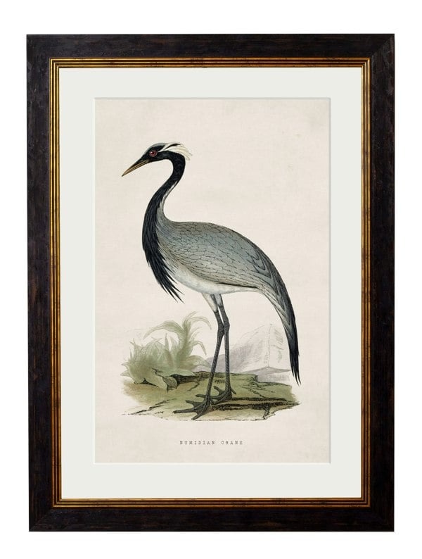 Exceptional Art c.1850's British Wading Birds