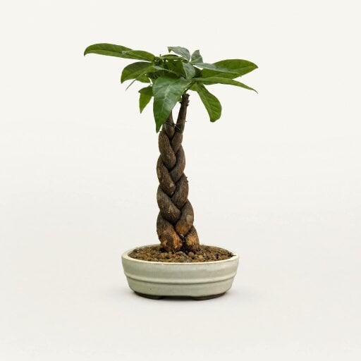 Yorkshire Bonsai Pachira Money Tree | Braided Trunk | In 16cm White Oval Pot