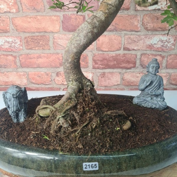 Large Chinese Elm (Ulmus Parvifolia) Bonsai Tree | Shaped | In 35cm Pot - Yorkshire Bonsai