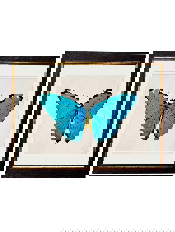 Exceptional Art c.1836 Tropical Butterflies