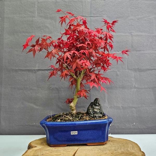 Yorkshire Bonsai Japanese Maple (Acer) Bonsai Tree | Deshojo Informal Upright | In 25cm Pot