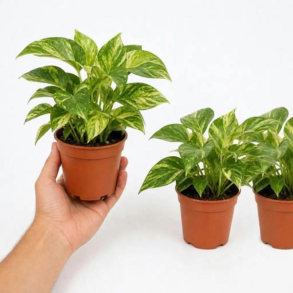 Epipremnum Marble Queen Pothos 12cm Pot Plants By Post