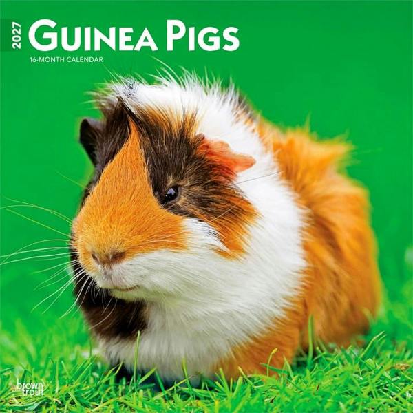 Guinea Pigs Calendar 2027, Wall Calendars, Month To View, Animals, Gift