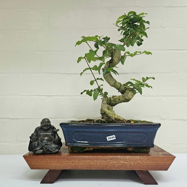 Yorkshire Bonsai Chinese Privet (Ligustrum Sinense) Bonsai Tree | Shaped | In 25cm Pot