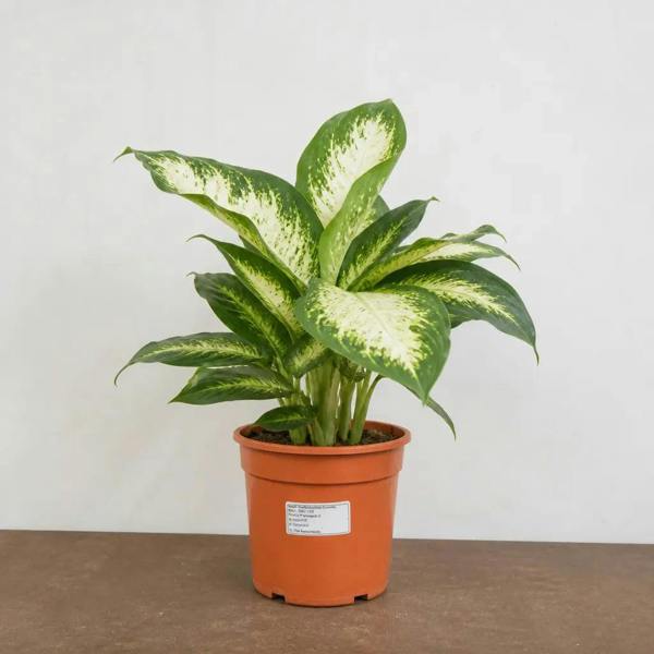 Dieffenbachia Camilla Dumb Cane 19cm Pot – Large Indoor Foliage Houseplant