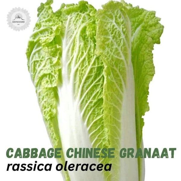 Chinese Cabbage Seeds