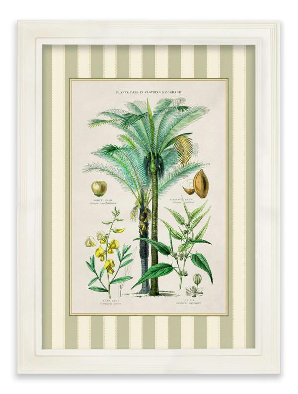 Exceptional Art c.1877 Plants Used as Food and Clothing with Striped Mount - Cream Hurstwood Frame