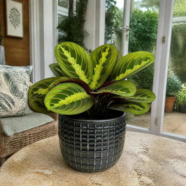 Maranta Lemon Lime Prayer Plant 12cm Pot – Variegated Indoor Houseplant The Rose Press Garden