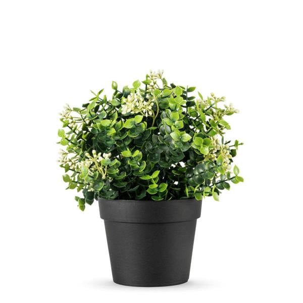 Potted Mixed Eucalyptus Plant 22cm