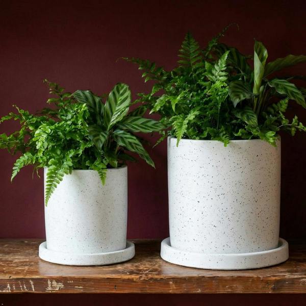 Two potted plants in white ceramic pots on a wooden surface with a dark red background