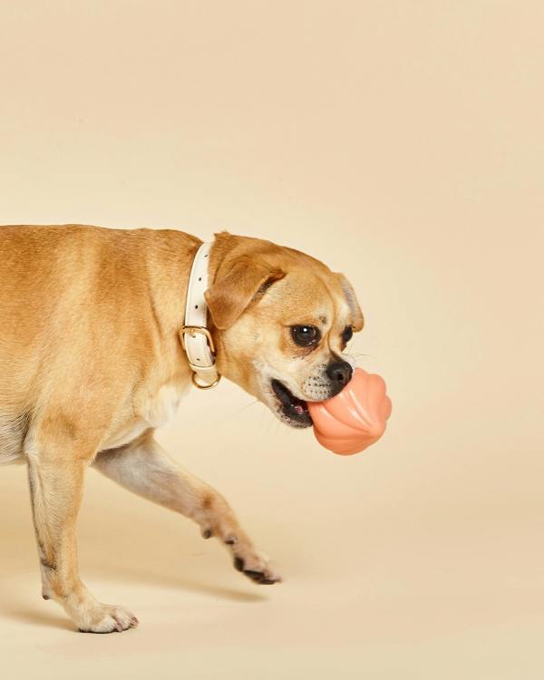 Barc London Whippy Squeaky Dog Toy