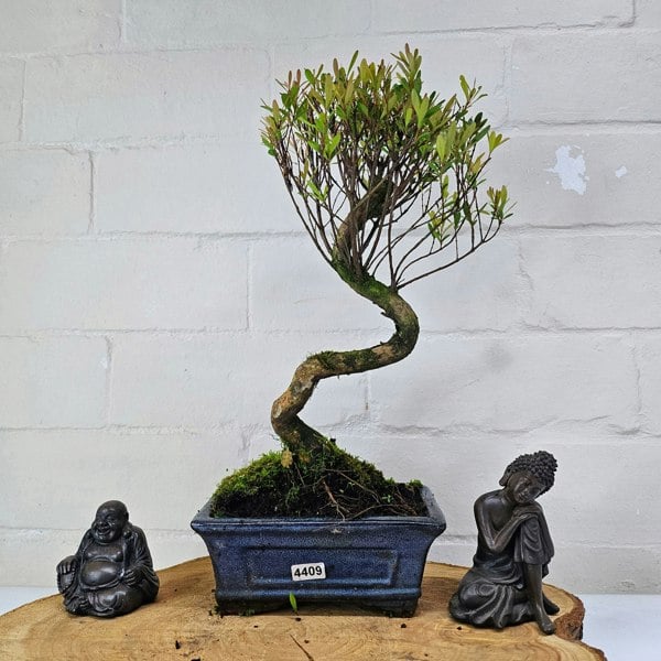 Yorkshire Bonsai Brush Cherry (Syzygium) Bonsai Tree | Shaped | In 15cm Pot