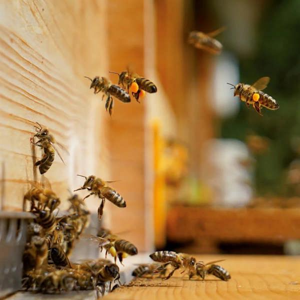 Bees Calendar 2027, Wall Calendars, Month To View, Animals, Gift