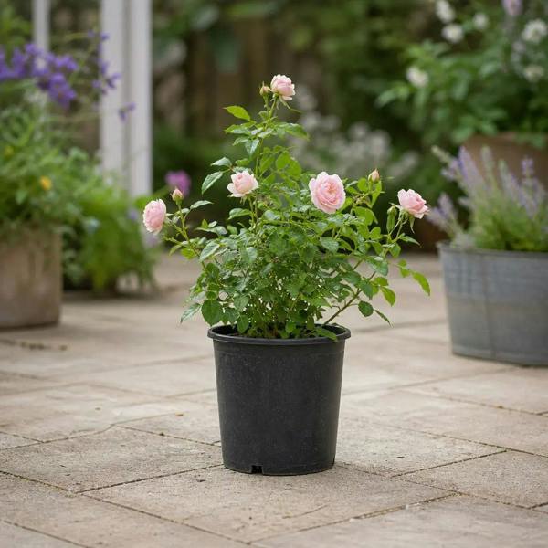 3L Happy Silver Wedding Light Pink Rose Bush - Beautiful Flowering Plant Gift