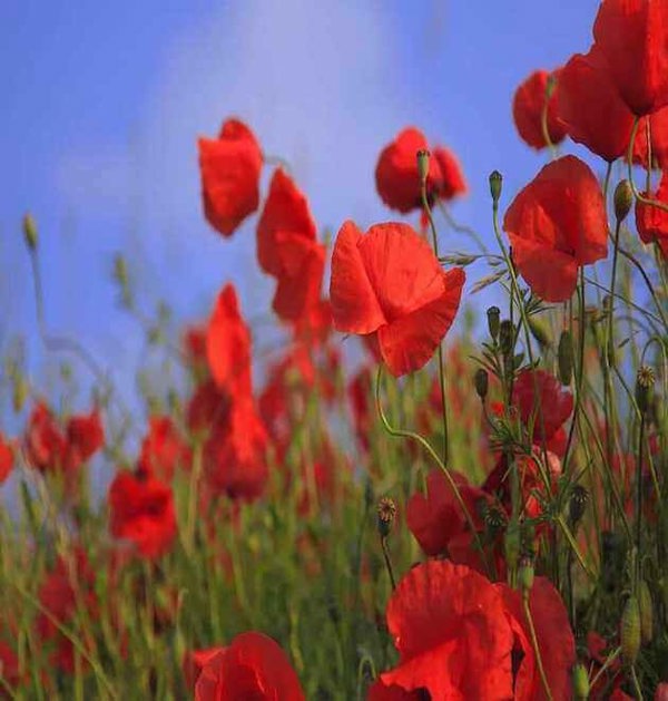 poppy papaver