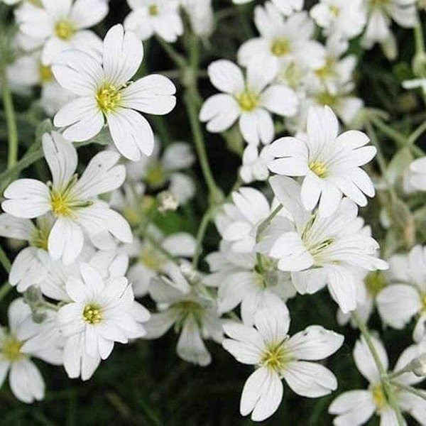 DamavandPro Dry Soil Wildflower Seed Mix: 5 Drought-Tolerant Species