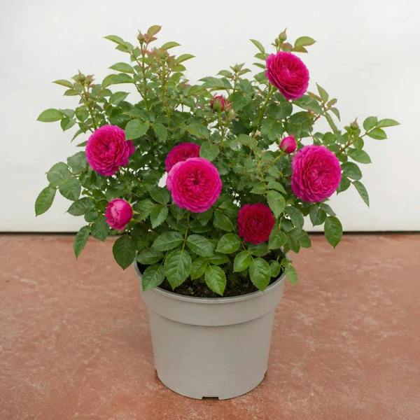 5L Rose Let's Celebrate Dark Pink Rose Bush- Beautiful Flowering Garden Plant