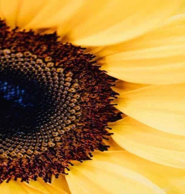 sunflower seeds for farm gardens