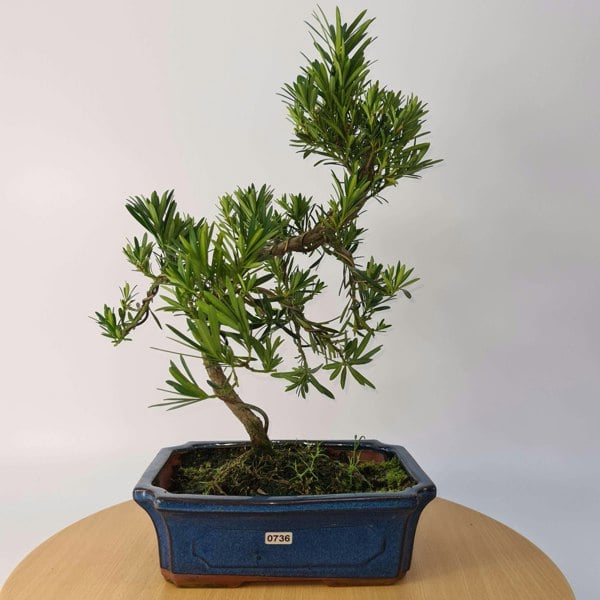 Buddhist Pine (Podocarpus Micro) Bonsai Tree | Shaped | In 25cm Pot