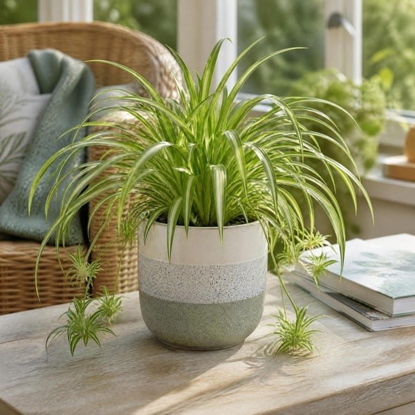 Chlorophytum Spider Plant 12cm - Air Purifying Plant - 1 - Grey Stoneware Pot