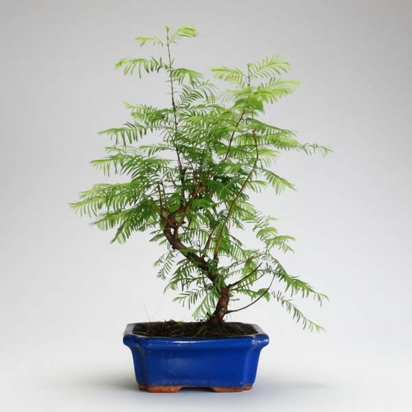 Dawn Redwoord (Metasequoia) Bonsai Tree | Shaped Style | 40-50cm High | In 20cm Pot - Yorkshire Bonsai